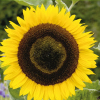 Helianthus annuus giganteus - Zonnebloem 'Unifloris Giganteus' - Eenjarige bloemzaden
