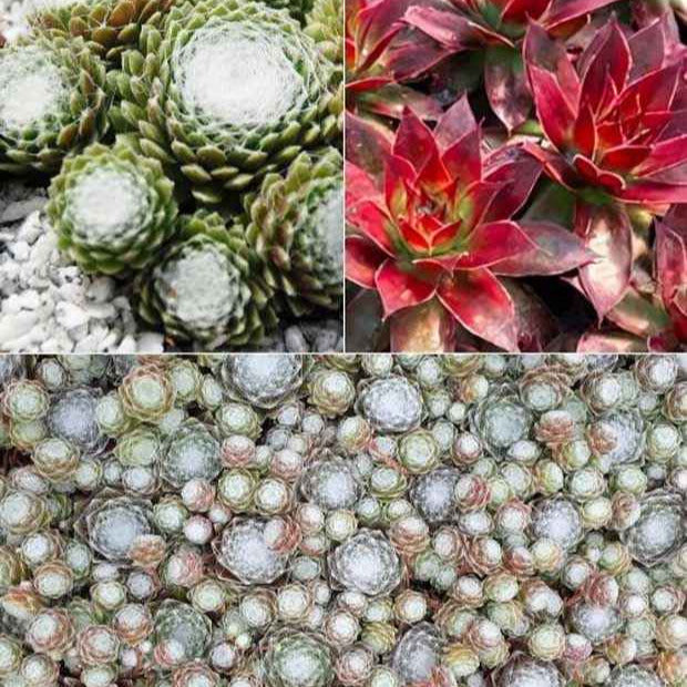 Huislook 'Chick Charm'® - trio (x3) - Sempervivum 'chick charmes' - Tuinplanten