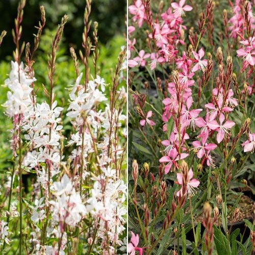 Prachtkaars Mix - wit + roze (x2) - Gaura lindheimeri (blanc +siskiyou pink) - Tuinplanten
