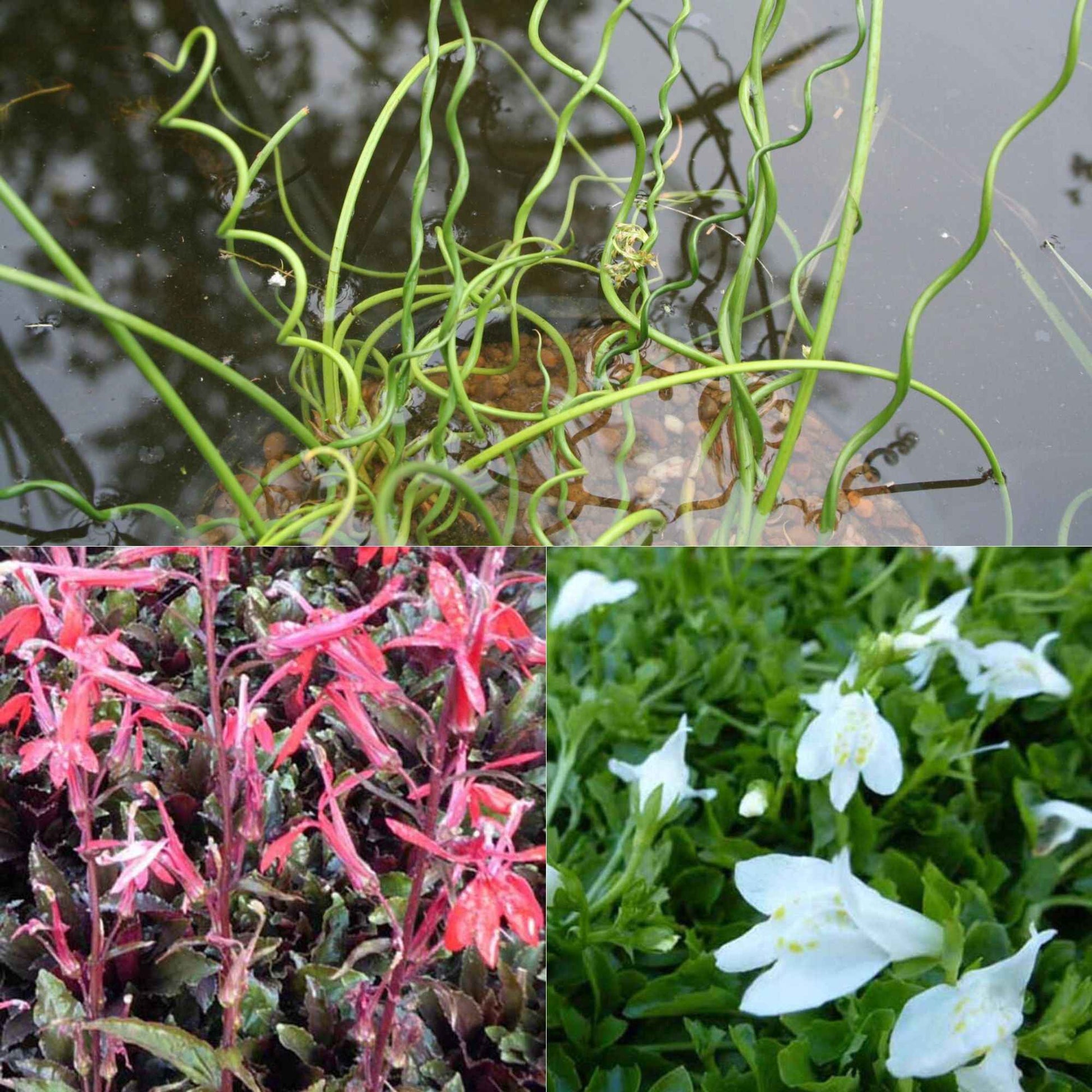 Vijverplantenmix incl. drijfring en mand (x3) - Lobelia cardinalis, Juncus spiralis, Mazus reptans - Vijvers
