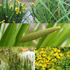 'Clear Water' Vijverreinigingsmix (x5) - Acorus, Carex, Iris, Phragmites, Sparganium, Typha - Vijvers