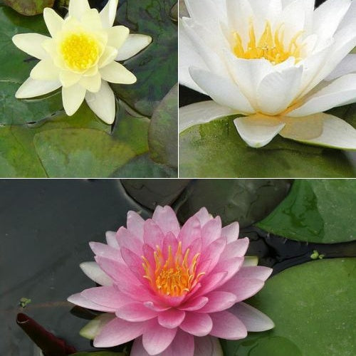 Waterlelie roze - geel - wit (x3) - Nymphaea - Bakker