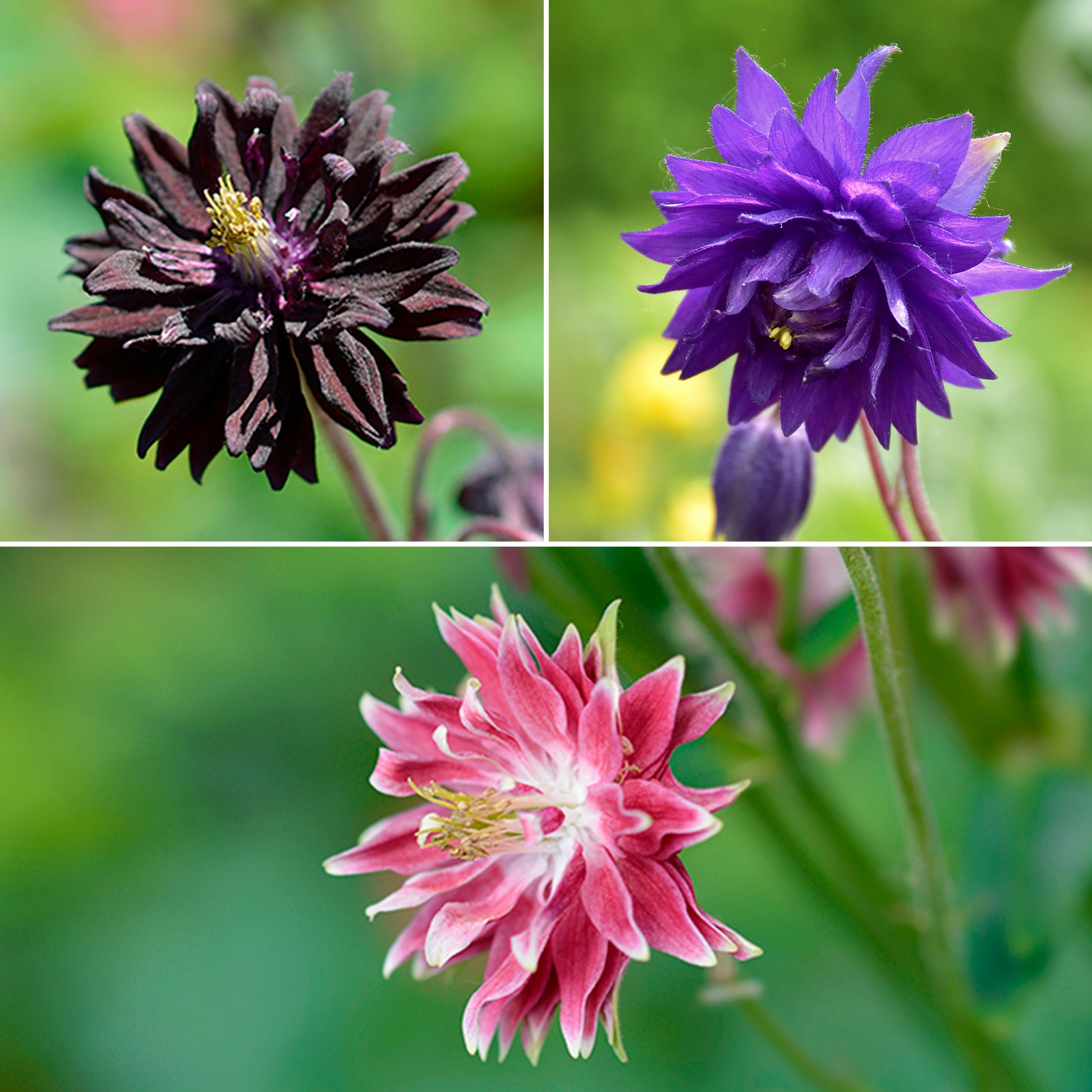 Akelei 'Barlow' Mix (x3) - Bakker