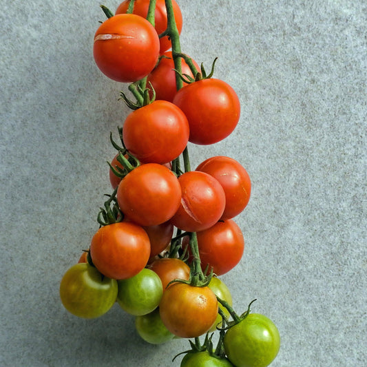 Kerstomaat - BIO - Solanum lycopersicum - Moestuin