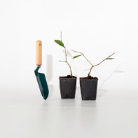 Winterkamperfoelie - Lonicera fragrantissima