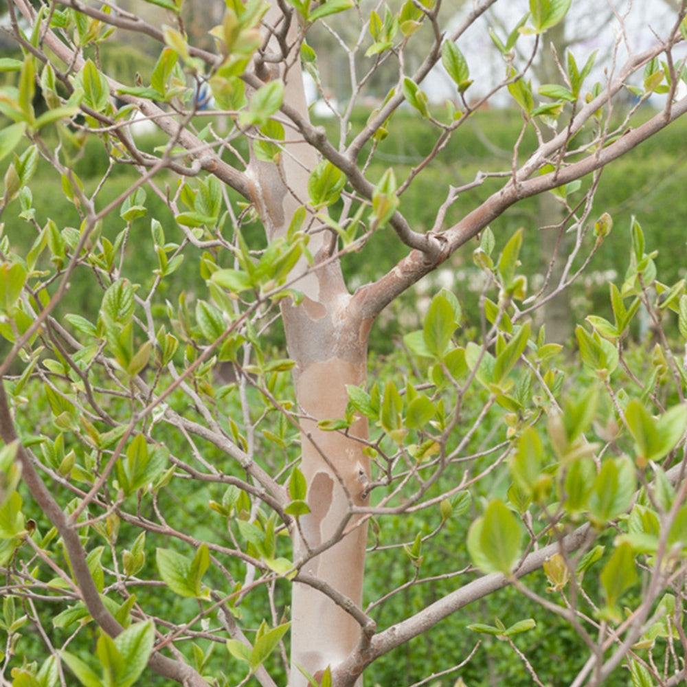 Schijncamelia - Stewartia pseudocamellia