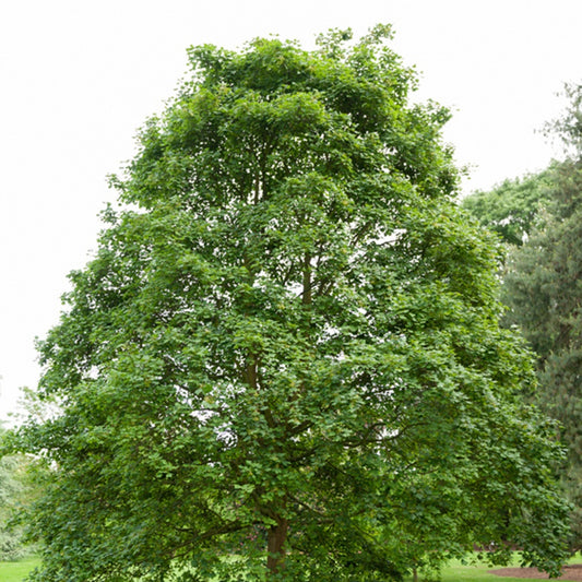 Spaanse aak - Acer campestre - Heesters en vaste planten