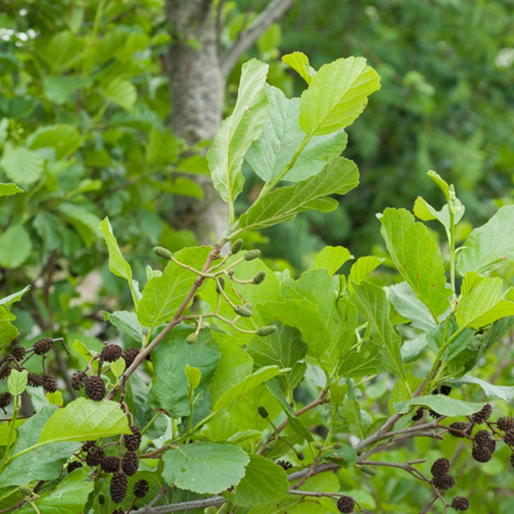 Alnus glutinosa - Zwarte els - Els