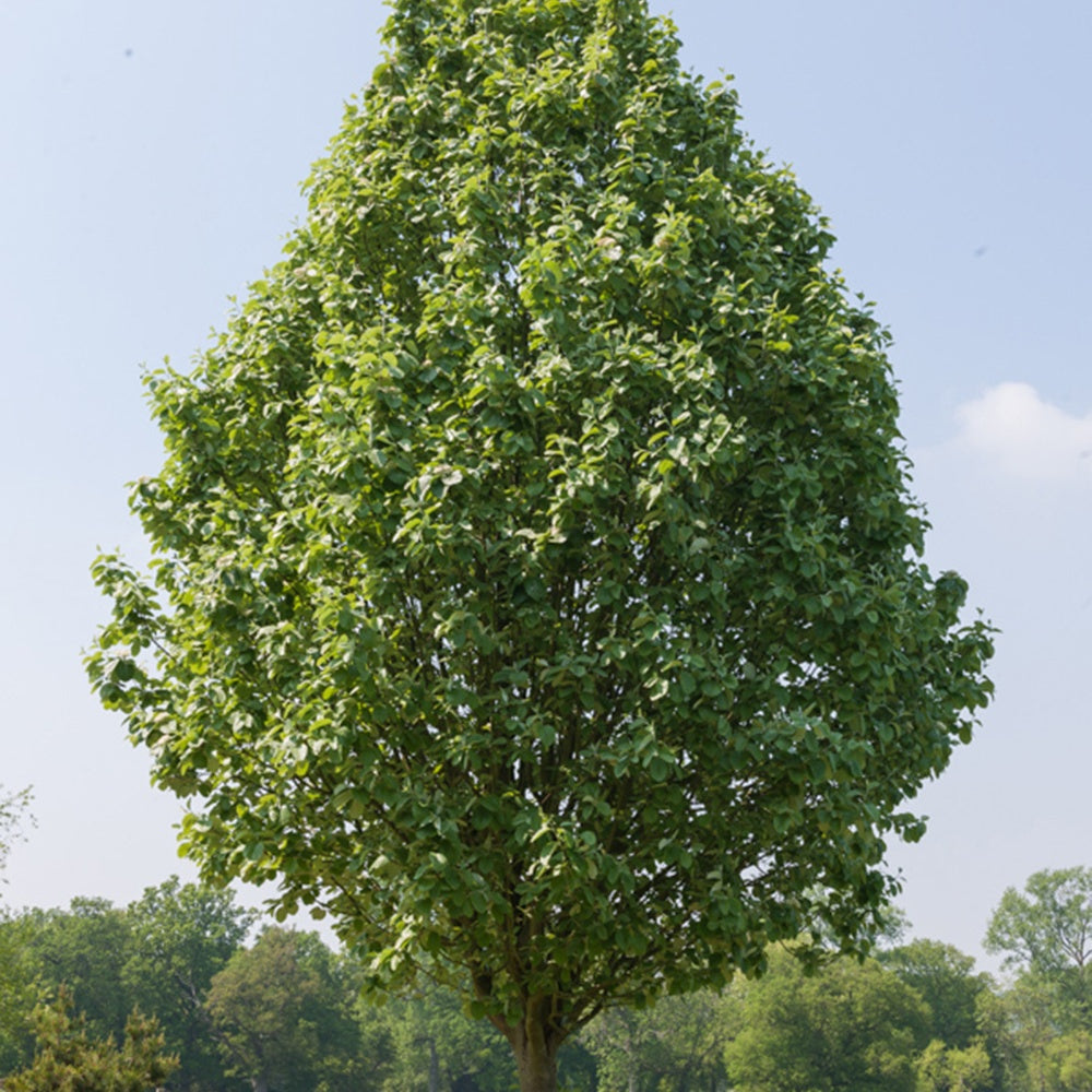 Witte Els - Alnus incana - Bakker