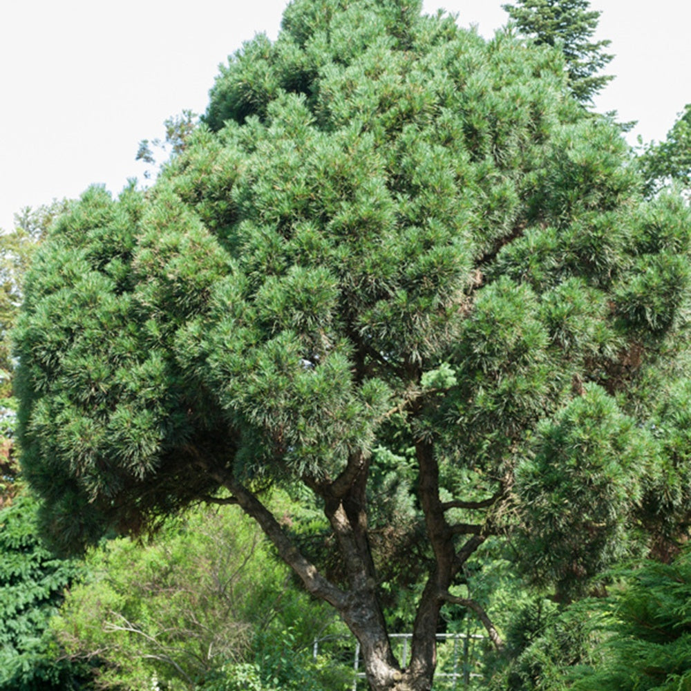 Grove den - Pinus sylvestris - Tuinplanten