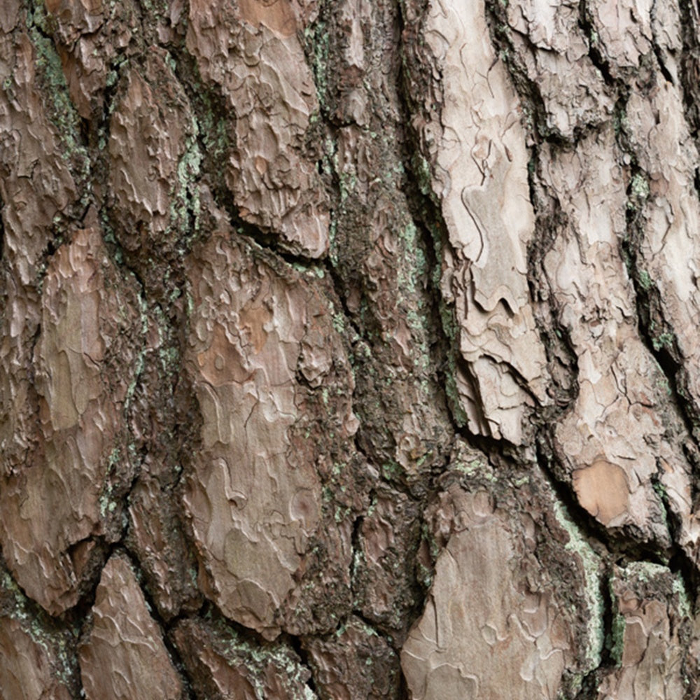 Grove den - Pinus sylvestris - Bomen
