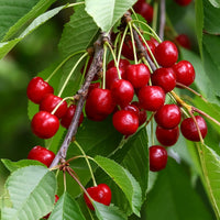 Zoete Kers - Prunus avium - Bomen