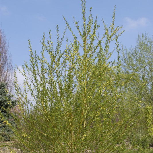Katwilg - Salix viminalis - Bomen