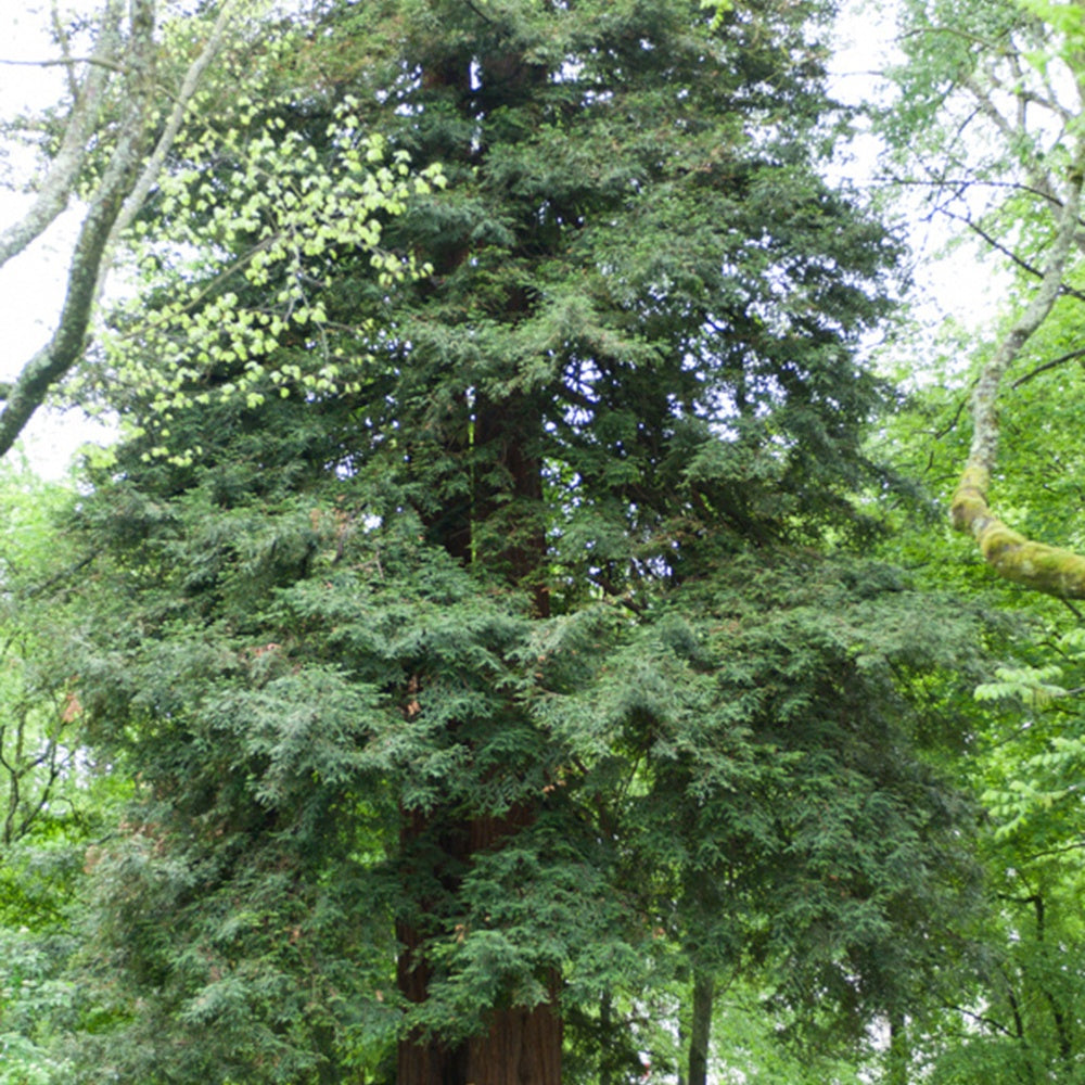 Sequoia sempervirens - Kust Mammoetboom - Coniferen