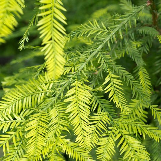 Kust Mammoetboom - Sequoia sempervirens - Heesters en vaste planten