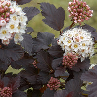 Fysocarp Red Baron - Physocarpus opulifolius red baron - Terras- en balkonplanten