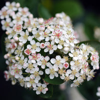 Zwarte Appelbes Brilliant - Aronia arbutifolia brillant - Bakker