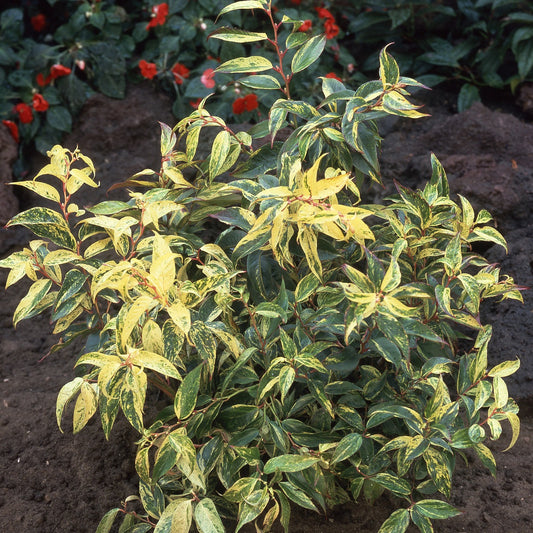 Druifheide - Leucothoe walteri 'rainbow' - Terras- en balkonplanten