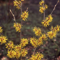 Chinese toverhazelaar - Hamamelis intermedia 'sunburst' - Terras- en balkonplanten