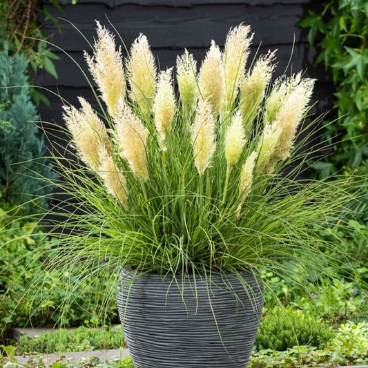 Pampasgras 'Tiny Pampa' - Bakker