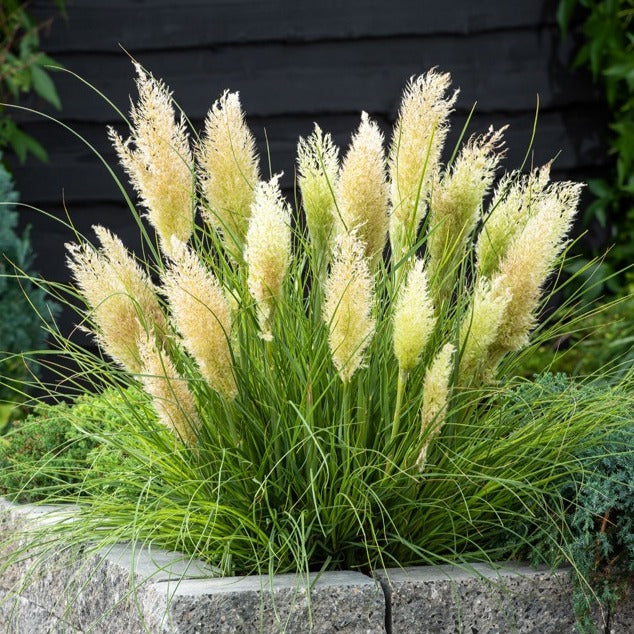 Cortaderia tiny pampa - Pampasgras 'Tiny Pampa' - Pampasgras - Cortaderia
