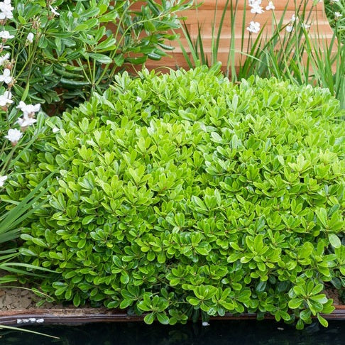Australische Dwerg Laurier - Pittosporum tobira ‘nana’ - Heesters en vaste planten