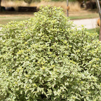 Pittosporum tenuifolium Variegatum - Australische bonte Laurier - Wintergroene heesters