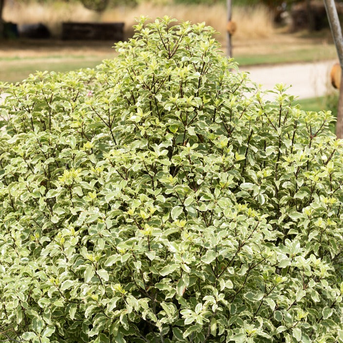Australische bonte Laurier - Pittosporum tenuifolium variegatum - Heesters en vaste planten