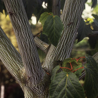 Slangehuid Esdoorn - Acer davidii - Tuinplanten