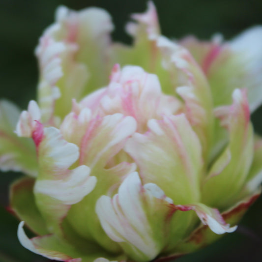 Pioenroos Green Lotus - Paeonia lactiflora 'green lotus' - Tuinplanten