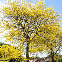 Valse Christusdoorn - Gleditsia triacanthos Sunburst - Tuinplanten