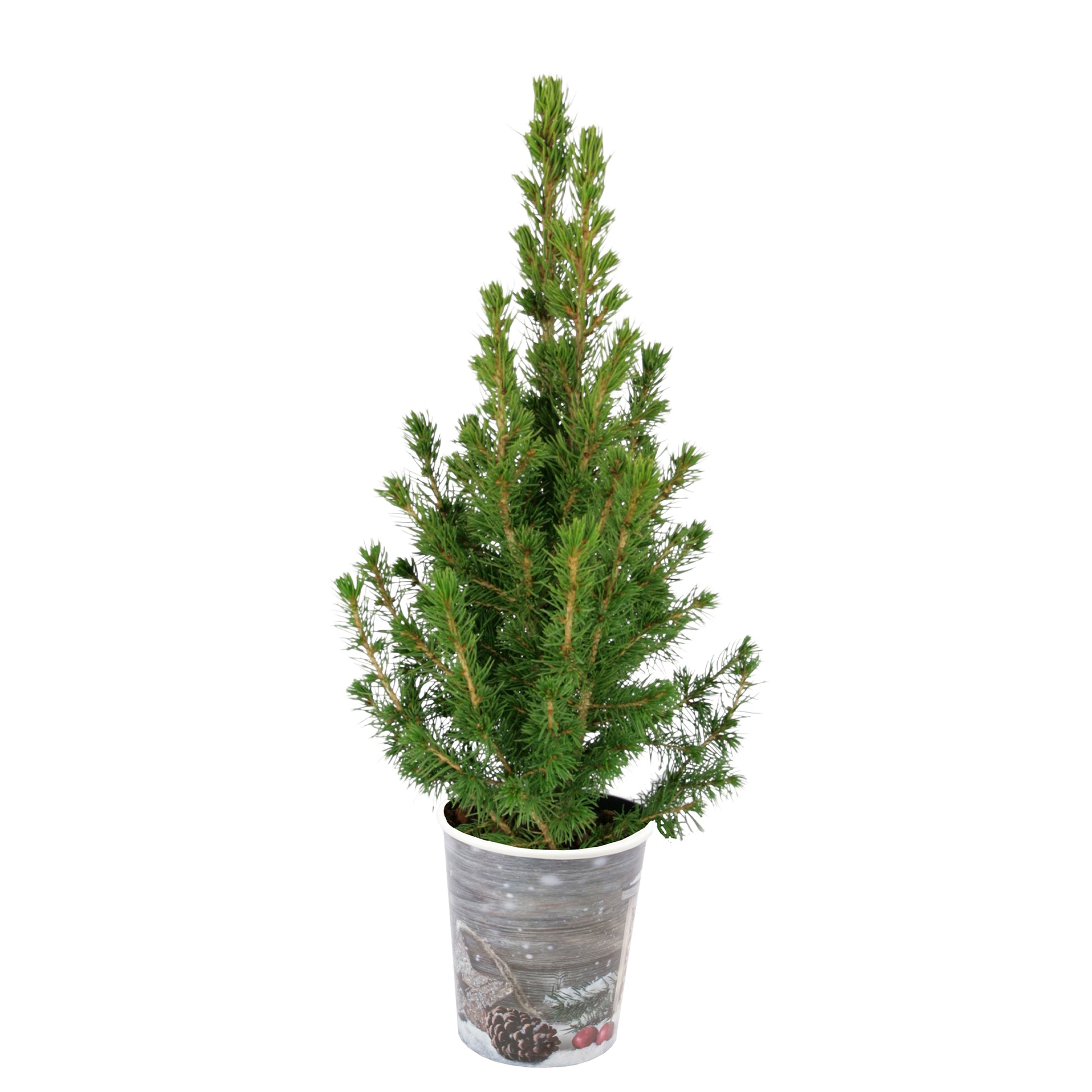 Witte spar - Picea conica - Tuinplanten