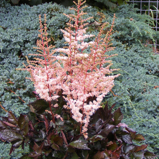 Pluimspirea Spotlight' - Astilbe spotlight - Tuinplanten