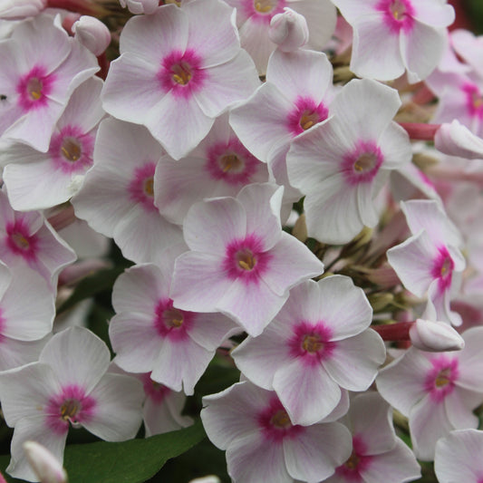 Vlambloem 'Miss Holland' - Phlox paniculata miss holland - Tuinplanten