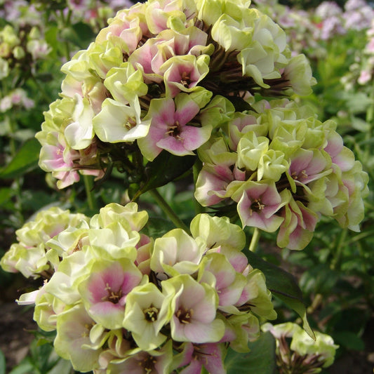 Vlambloem 'Sherbet Blend'® - Bakker