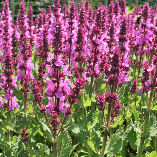 Bossalie 'Sensation Pink' - Salvia nemorosa sensation pink - Heesters en vaste planten