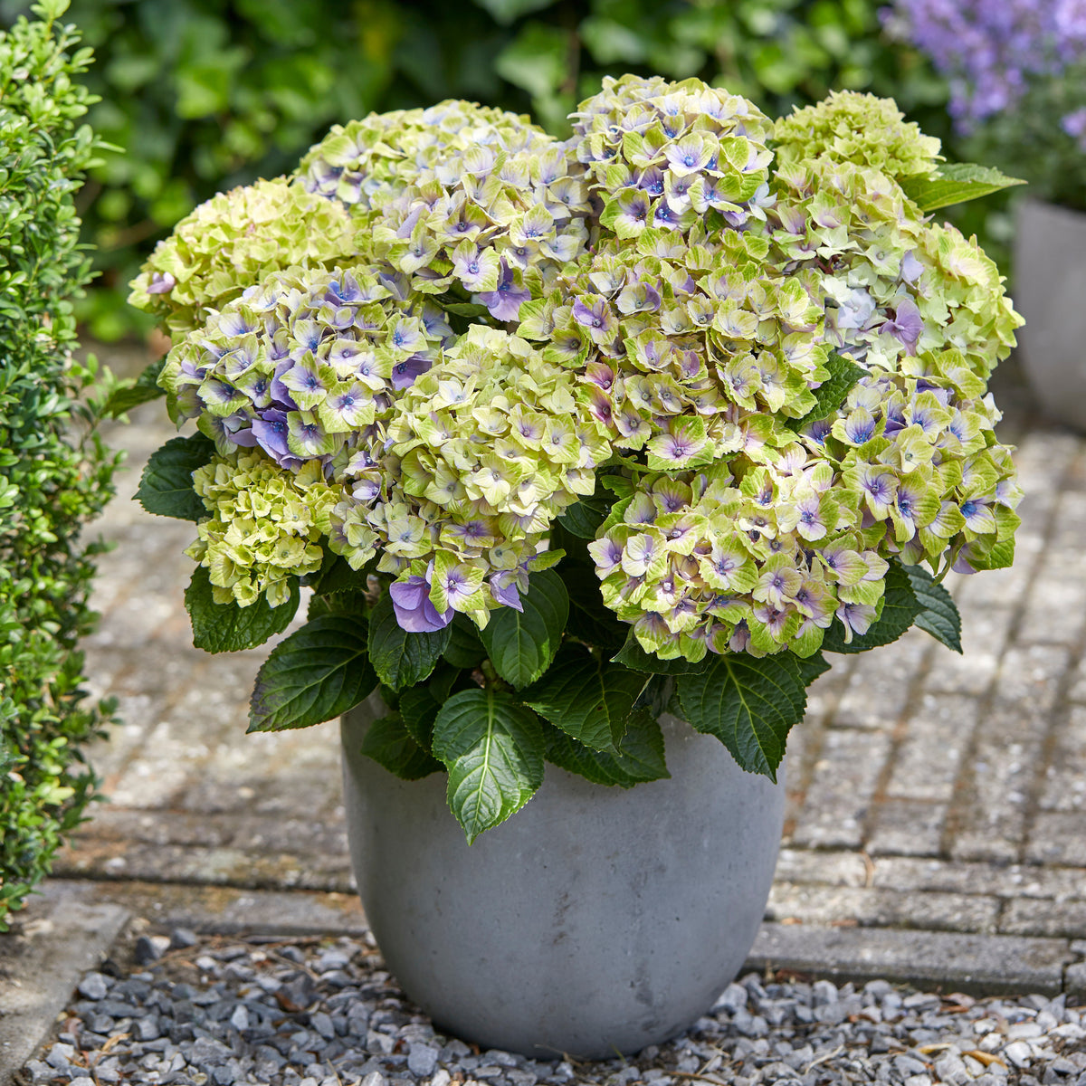 Boerenhortensia 'Jewel' Paars - Bakker