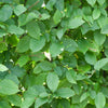 Haagbeuk - Carpinus betulus - Heesters en vaste planten