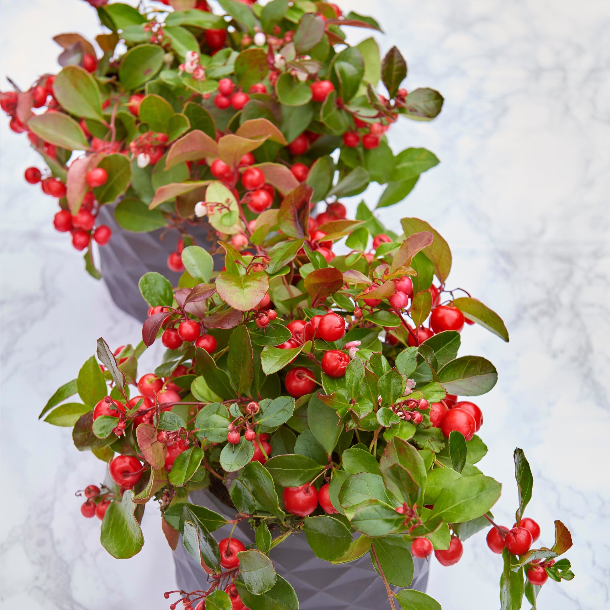 Bergthee 'Big Berry' - Gaultheria procumbens big berry - Heesters en vaste planten