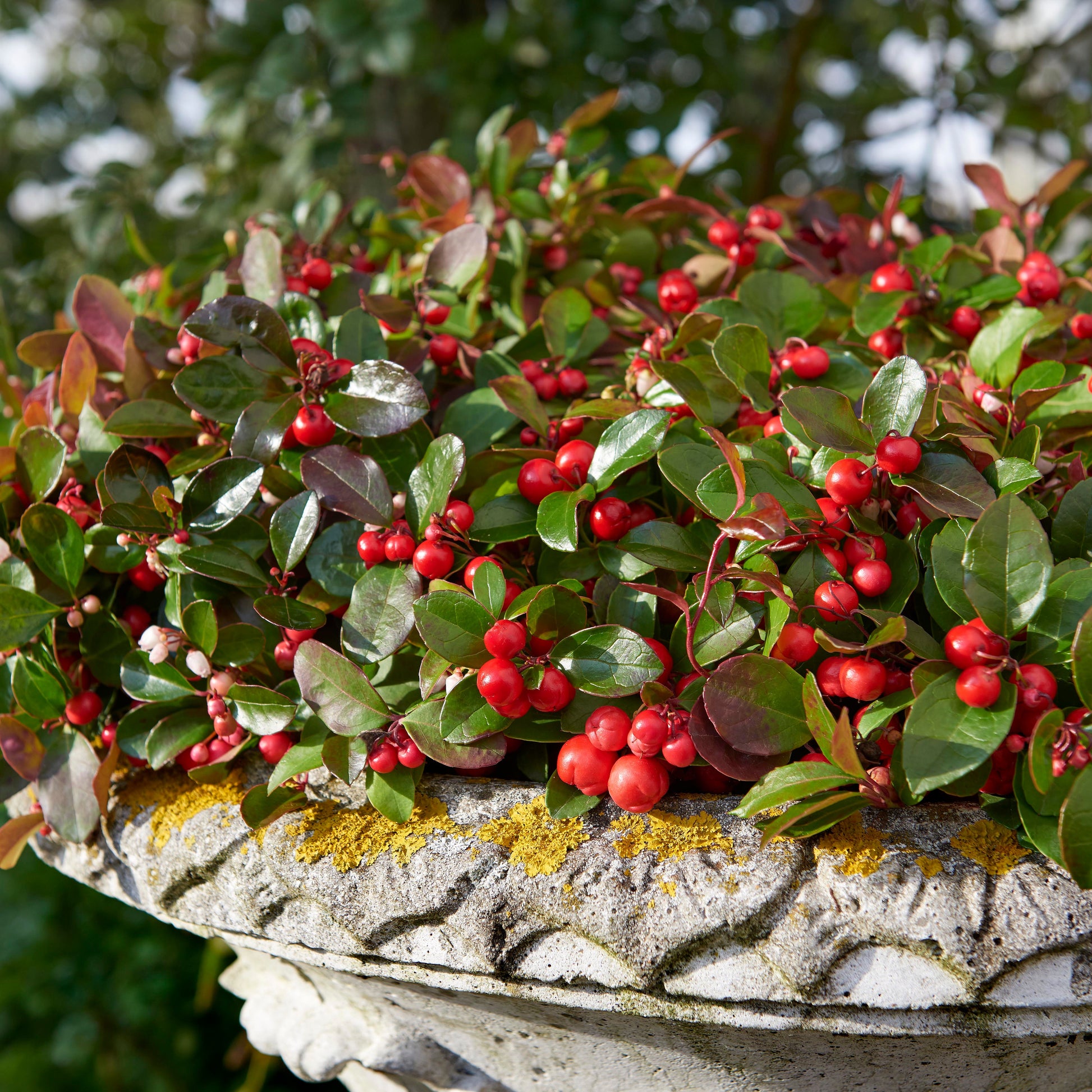 Bergthee 'Big Berry' - Gaultheria procumbens big berry - Heesters