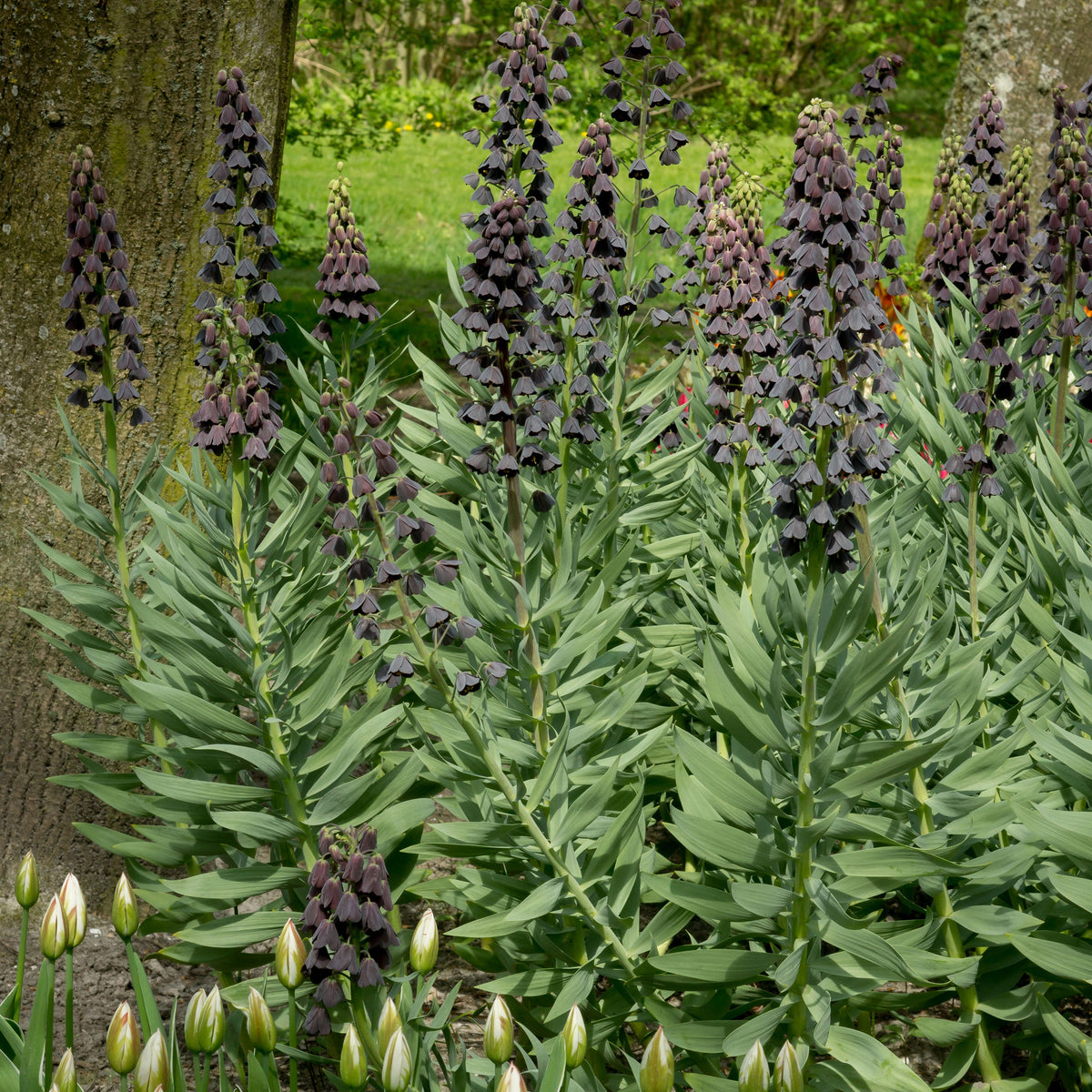 Fritillaria - Perzische keizerskroon - Fritillaria persica