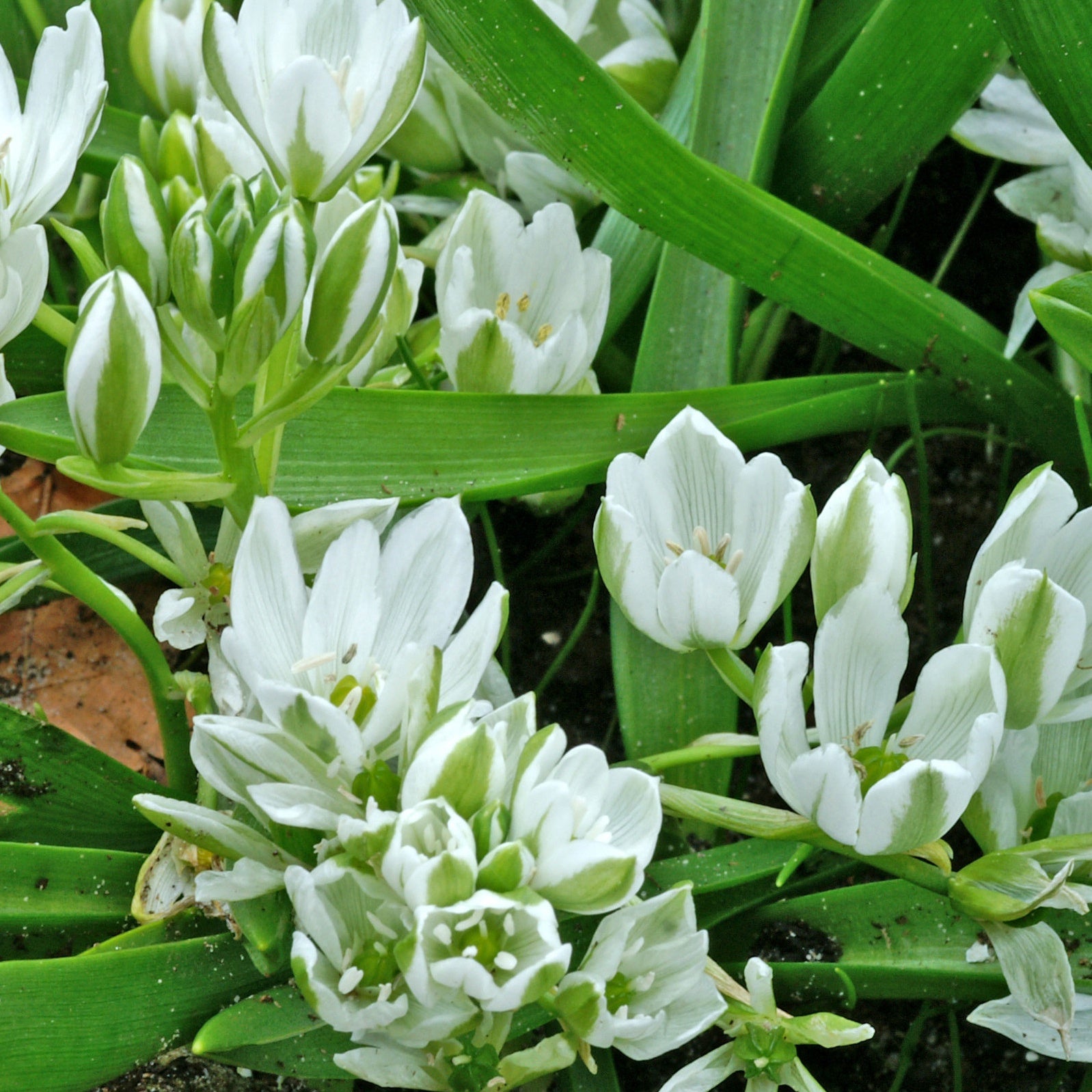 Breedbladige vogelmelk (x20) - Ornithogalum balansae - Bloembollen