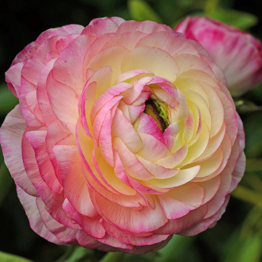 Ranonkel 'Picotee Pink' - Ranunculus picotee pink - Bloembollen