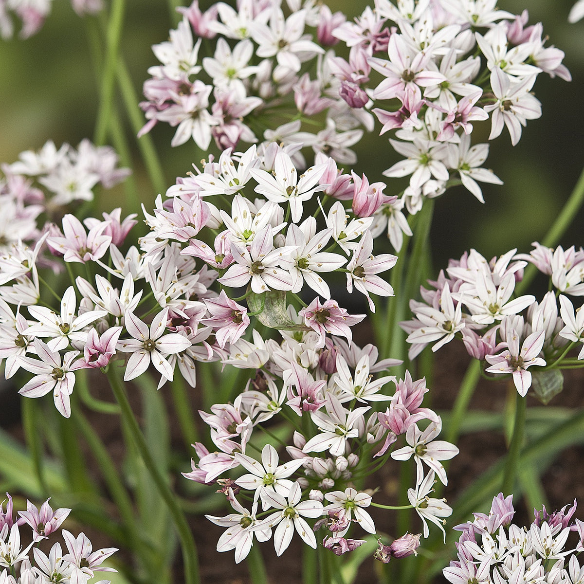 Allium Caméléon (x25) - Allium cameleon - Bakker