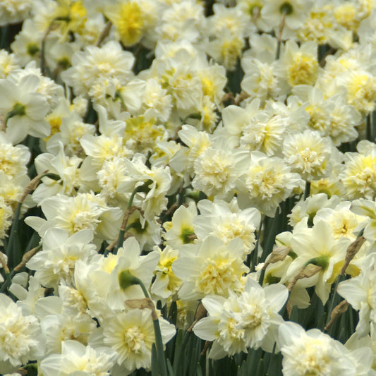 Narcis Ice King (x5) - Narcissus ice king - Voorjaarsbloeiers