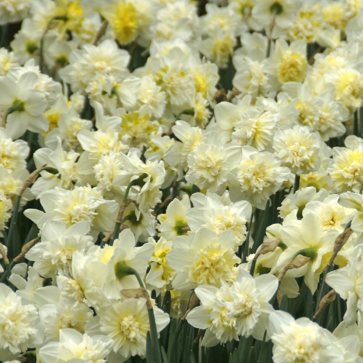 Narcis Ice King (x5) - Bakker