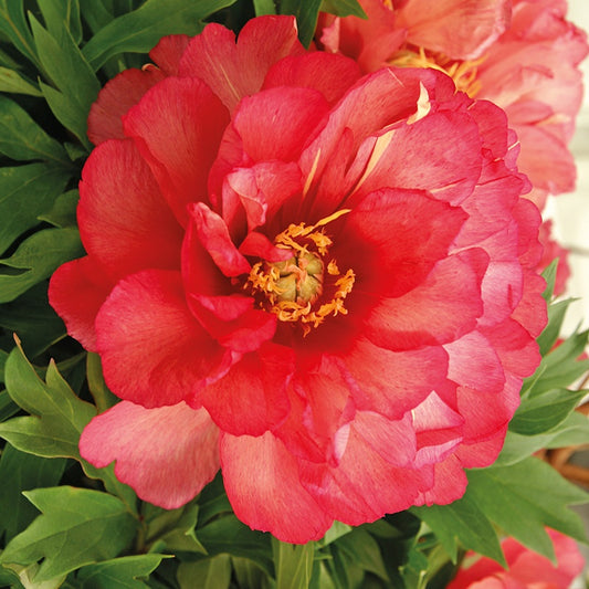 Pioenroos 'Julia Rose' - Paeonia itoh hybrid julia rose - Tuinplanten