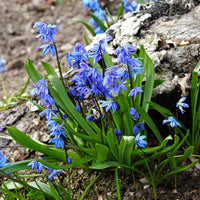 Verkoop Oosterse sterhyacint - Scilla siberica