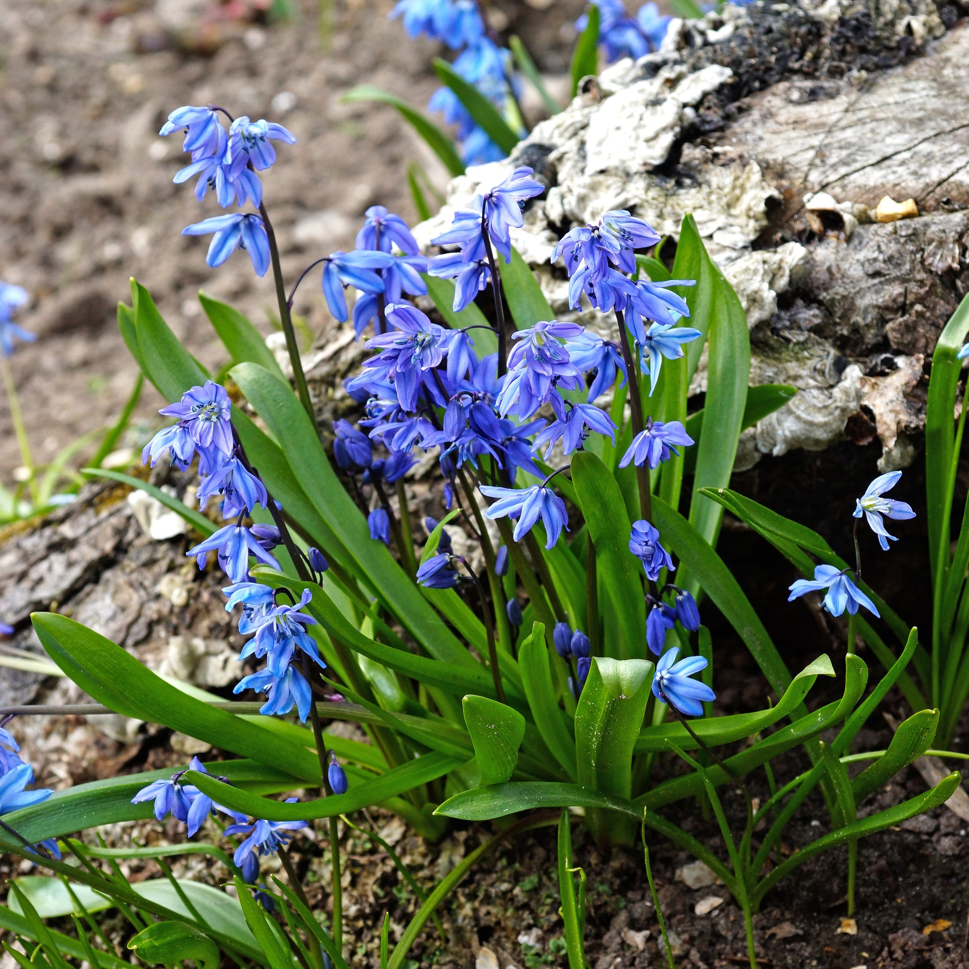 Verkoop Oosterse sterhyacint - Scilla siberica