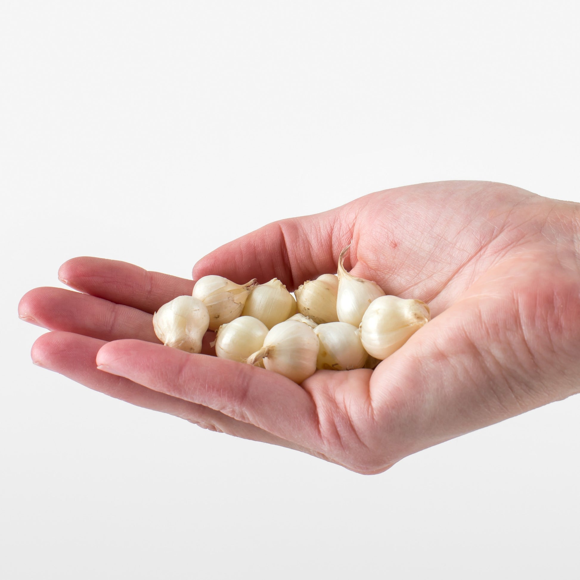 Allium - Kogellook (x25) - Allium sphaerocephalon